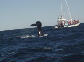 Whales Argentina