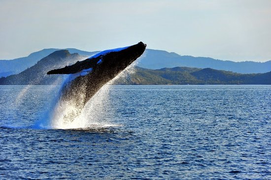 Whale Watching Whitsundays