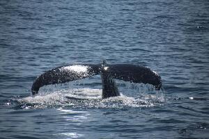 Petit Pasage Whale Watch