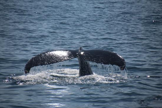 Petit Pasage Whale Watch