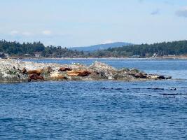 Puget Sound Express Whale Watching