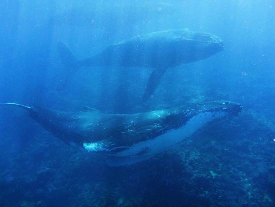 Whale Swim, Fish and Dive Tours