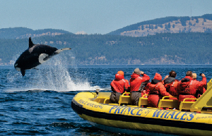 Prince of Whales Whale Watching