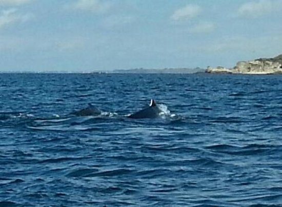 Eco Explorer Whale Watching