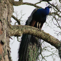 Perth Scotland Palace