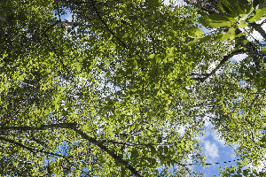 Chiang Mai Thailand Palace