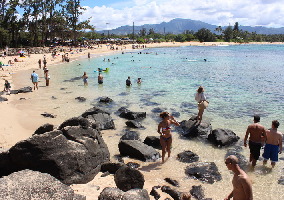 Hawaii Turtle Tours