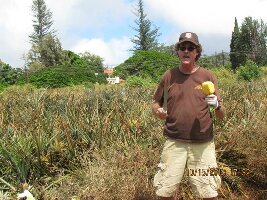 Maui Pineapple Tours