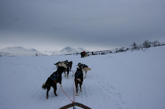 Arctic Adventure Tours - Day Tours