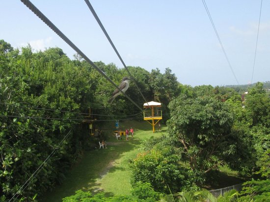 Rainforest Zipline Park