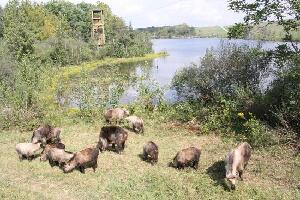 Cumberland United States Zipline