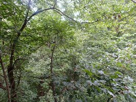 Glenmont United States Zipline