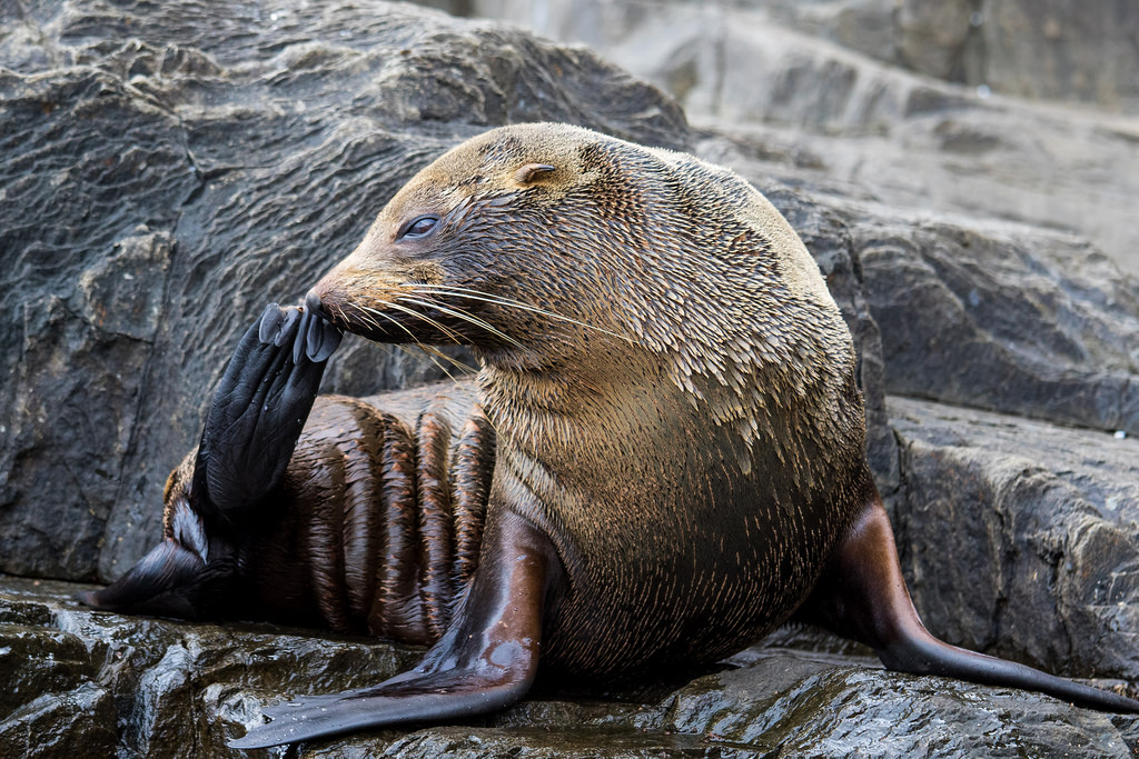 Bruny Island Cruises