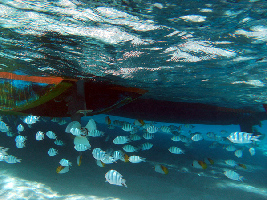 Aitutaki Cook Islands Cruise