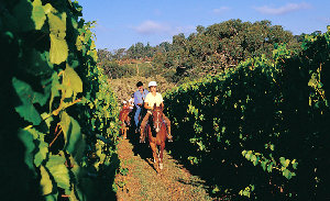 Mornington Peninsula Canada Winery Tour
