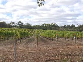 Sip n Cycle Winery Tour