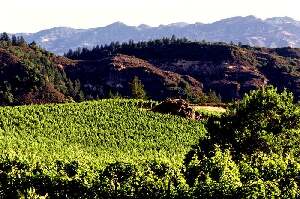 St. Helena United States Vineyard