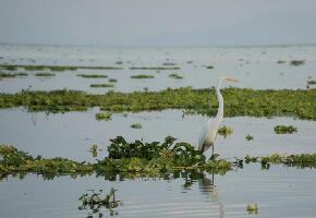 Romantic Lake Chapala