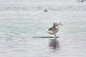 Madiwala Lake