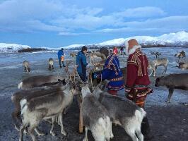 Tromsoe Arctic Reindeer Experience - Day Tours
