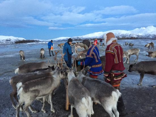 Tromsoe Arctic Reindeer Experience - Day Tours