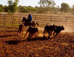Katherine Outback Experience