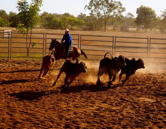 Katherine Outback Experience