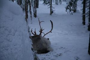 Inghams Mini Husky Experience