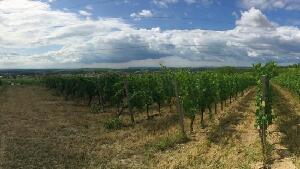 Weinweg Langenlois