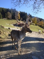 Wildpark Aurach