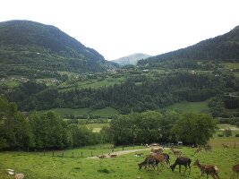 Alpen Wildpark
