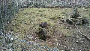Wildpark Wildbichl