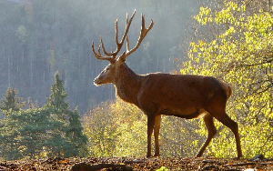 Wildpark Feldkirch