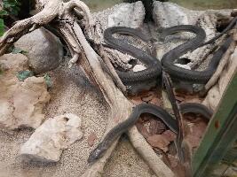 Carinthia Austria Zoo