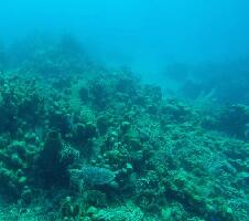 Hammerhead Dive Center