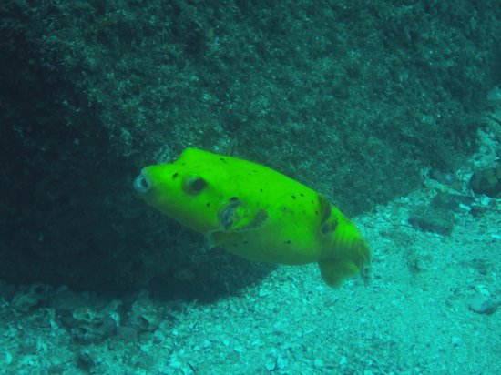 Huatulco Dive Center