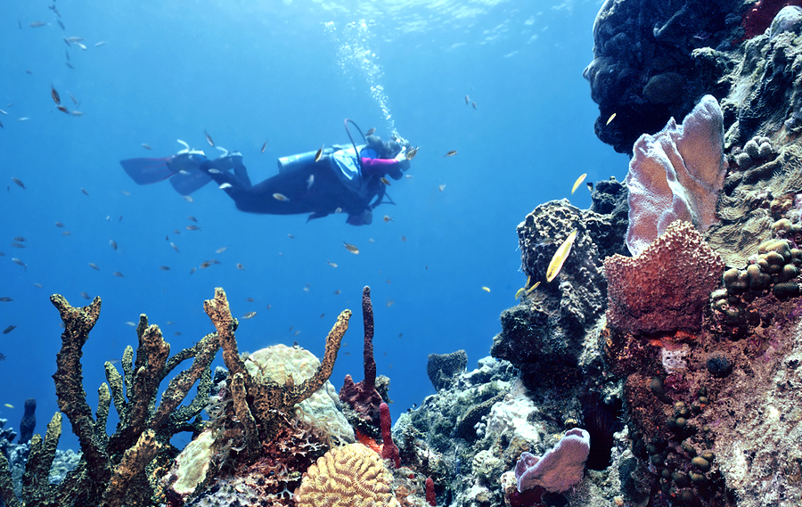 Tank-Ha Dive Center