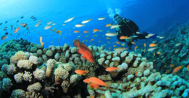 Scuba Playa Dive Shop