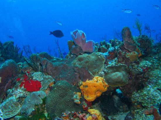 Dive Balam