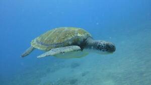 Costa Adeje Spain Dive