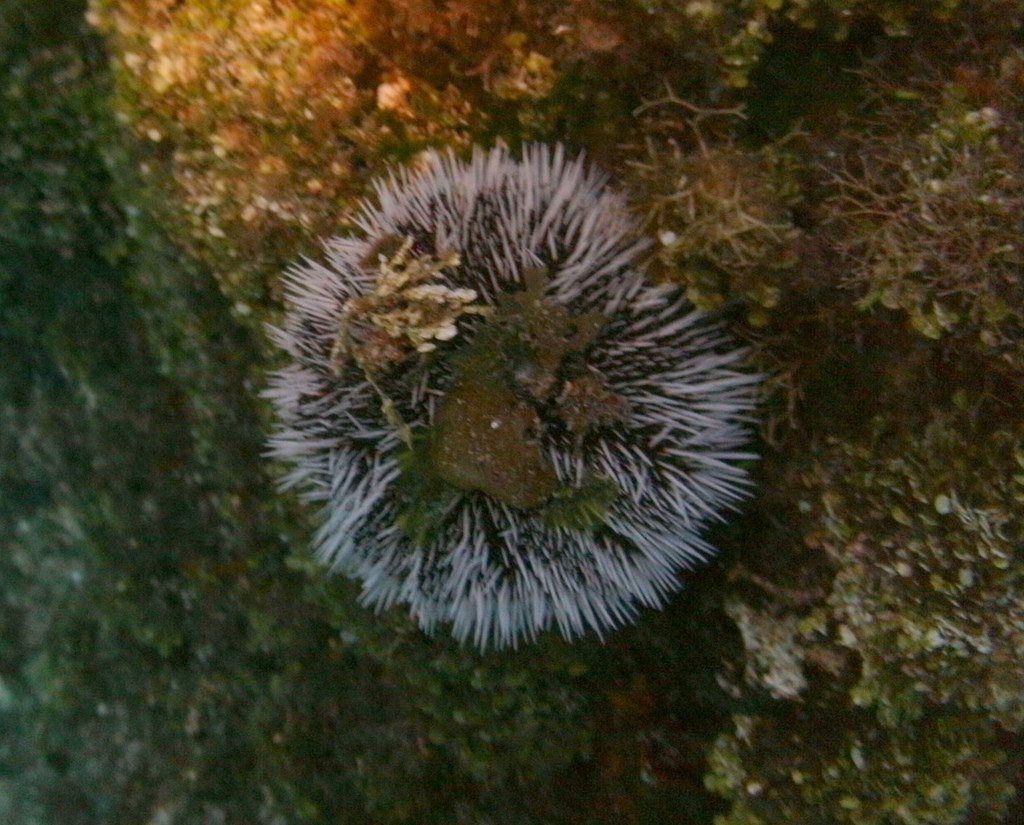 Sea Urchin Dive