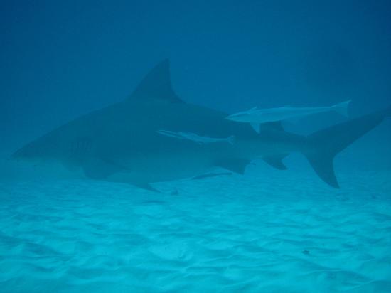 Geofish Dive