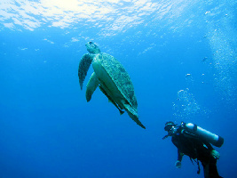 Gili Trawangan Indonesia Dive