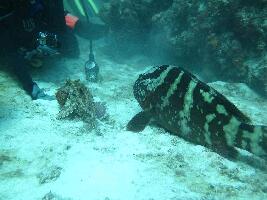 Marsh Harbour Bahamas Dive