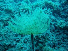 Perissa Greece Dive