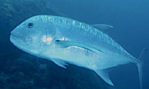 Rodrigues Island Mauritius Dive