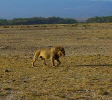 Amboseli Eco-system Kenya National Park