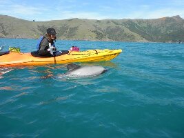 Akaroa New Zealand Kayak