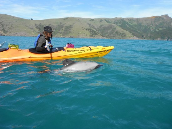 Akaroa Guided Kayak Safari