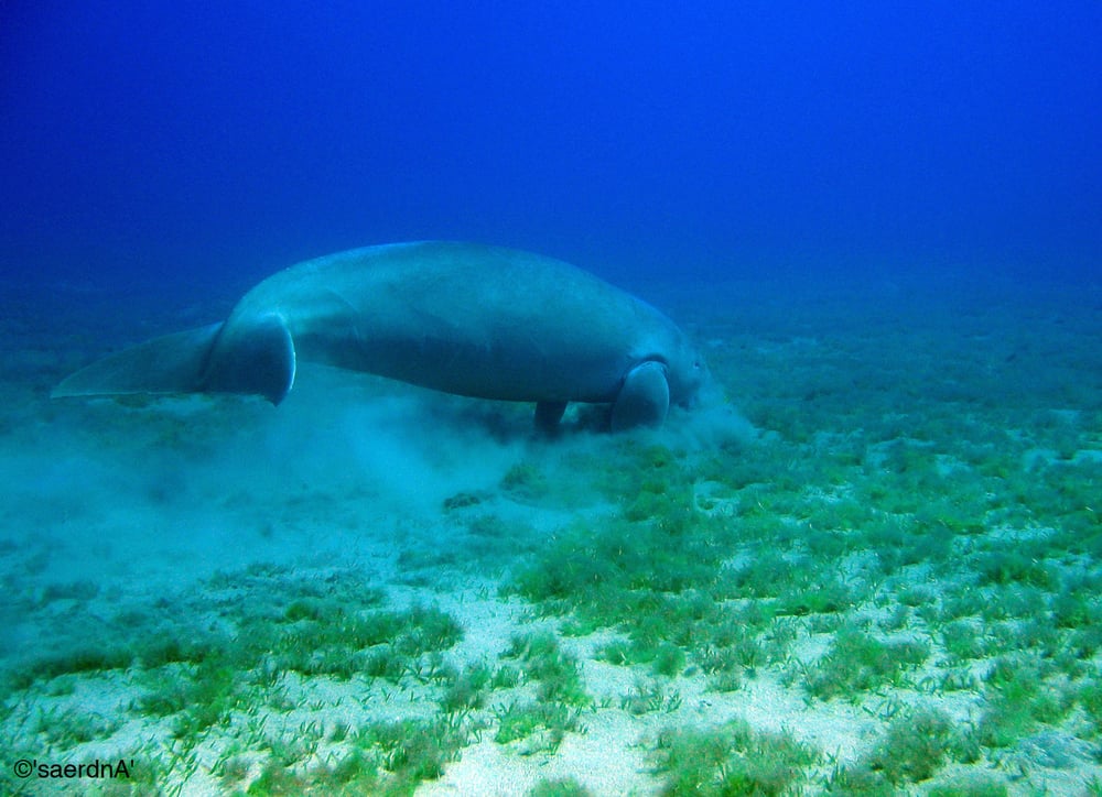 Snorkel With The Manatees